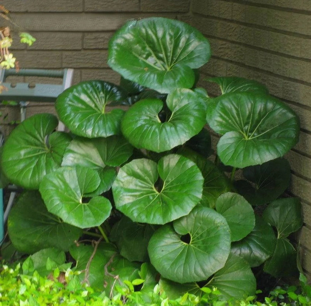 Gigantea Leopard Plant-Perennial-Attracts Pollinators  10" Pot