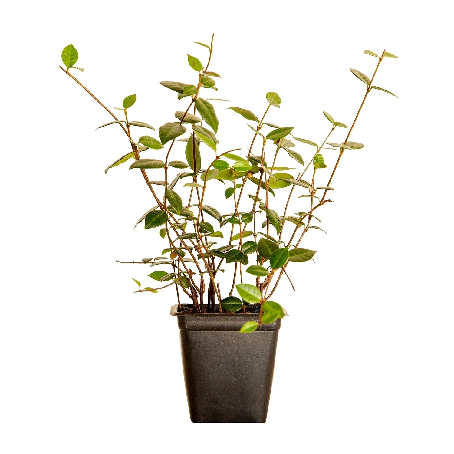 Expert Gardener Asiatic Jasmine - 54 Pack (3.25 In. Pots) Evergreen Groundcover Vine - Full Sun Live Outdoor Plant