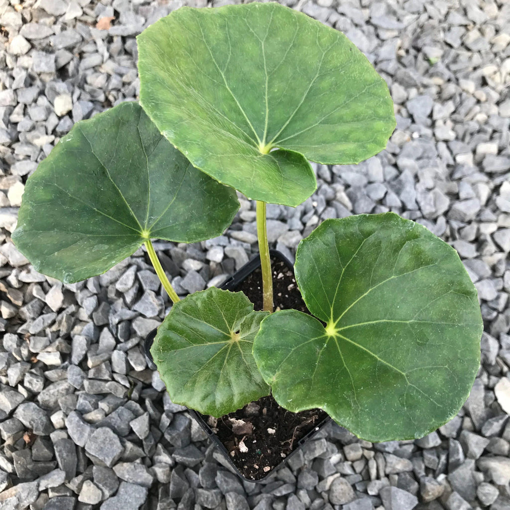 Gigantea Leopard Plant-Perennial-Attracts Pollinators  10" Pot
