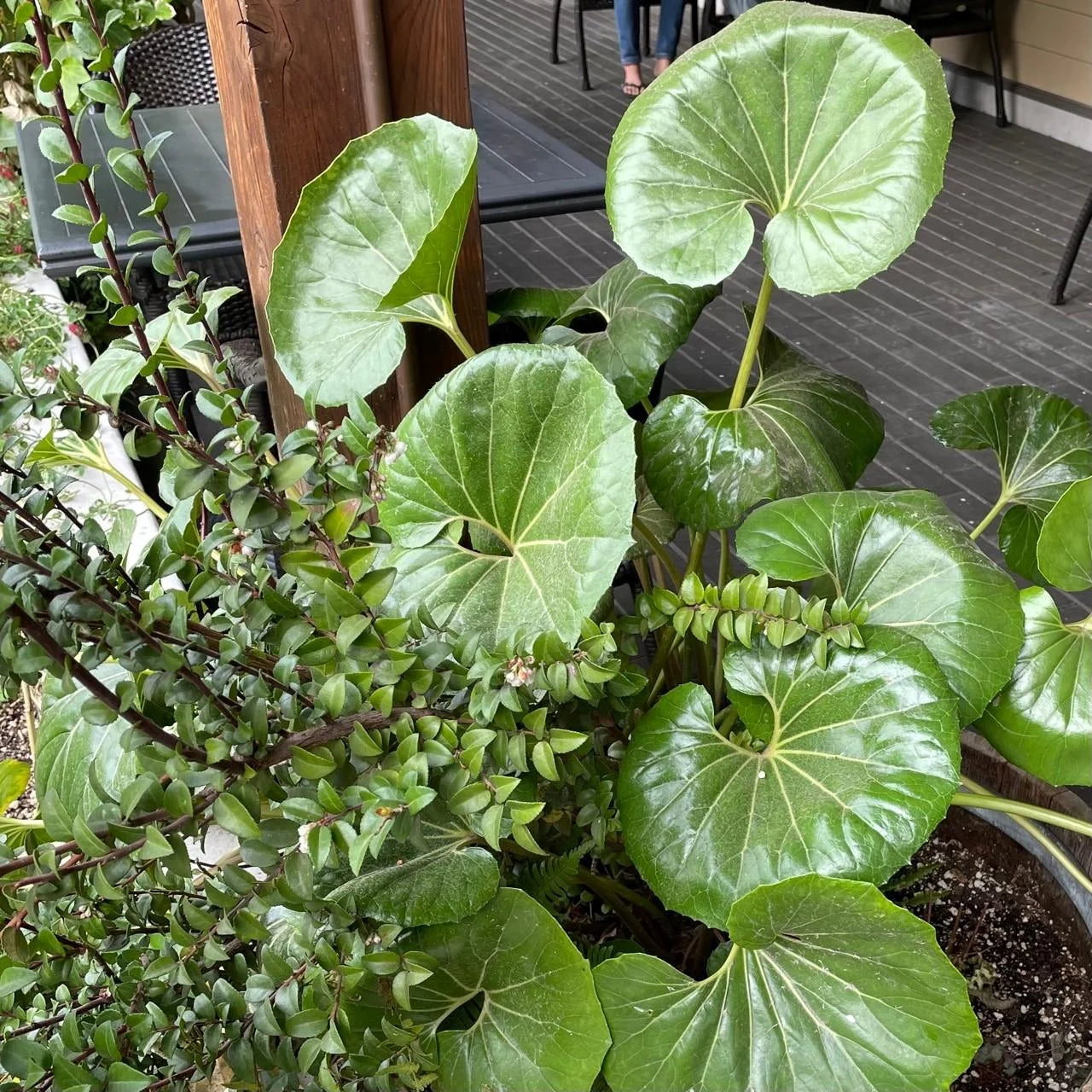 Gigantea Leopard Plant-Perennial-Attracts Pollinators  10" Pot