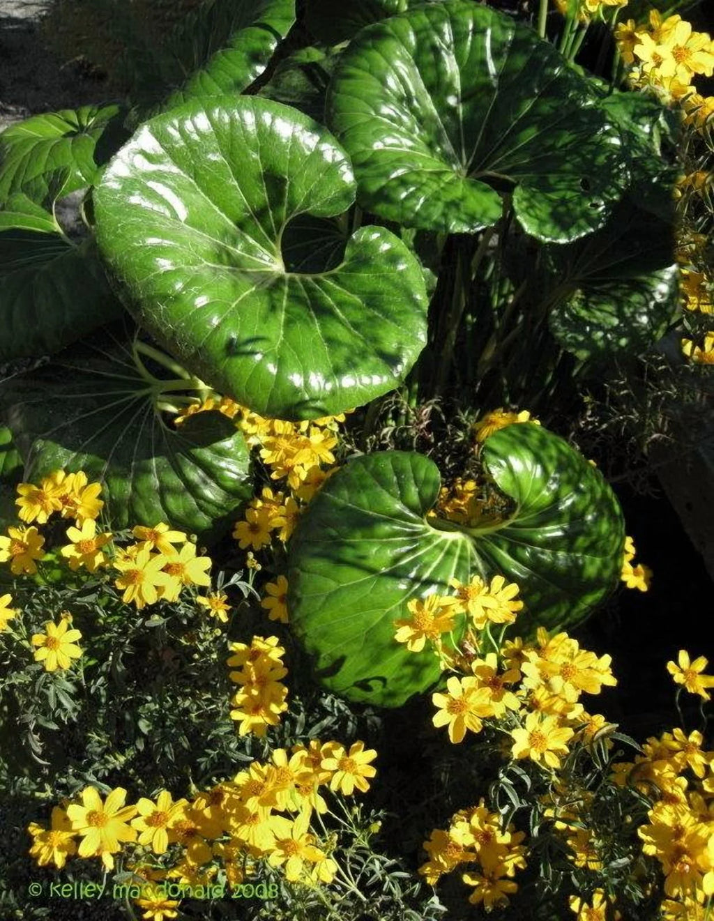 Gigantea Leopard Plant-Perennial-Attracts Pollinators  10" Pot