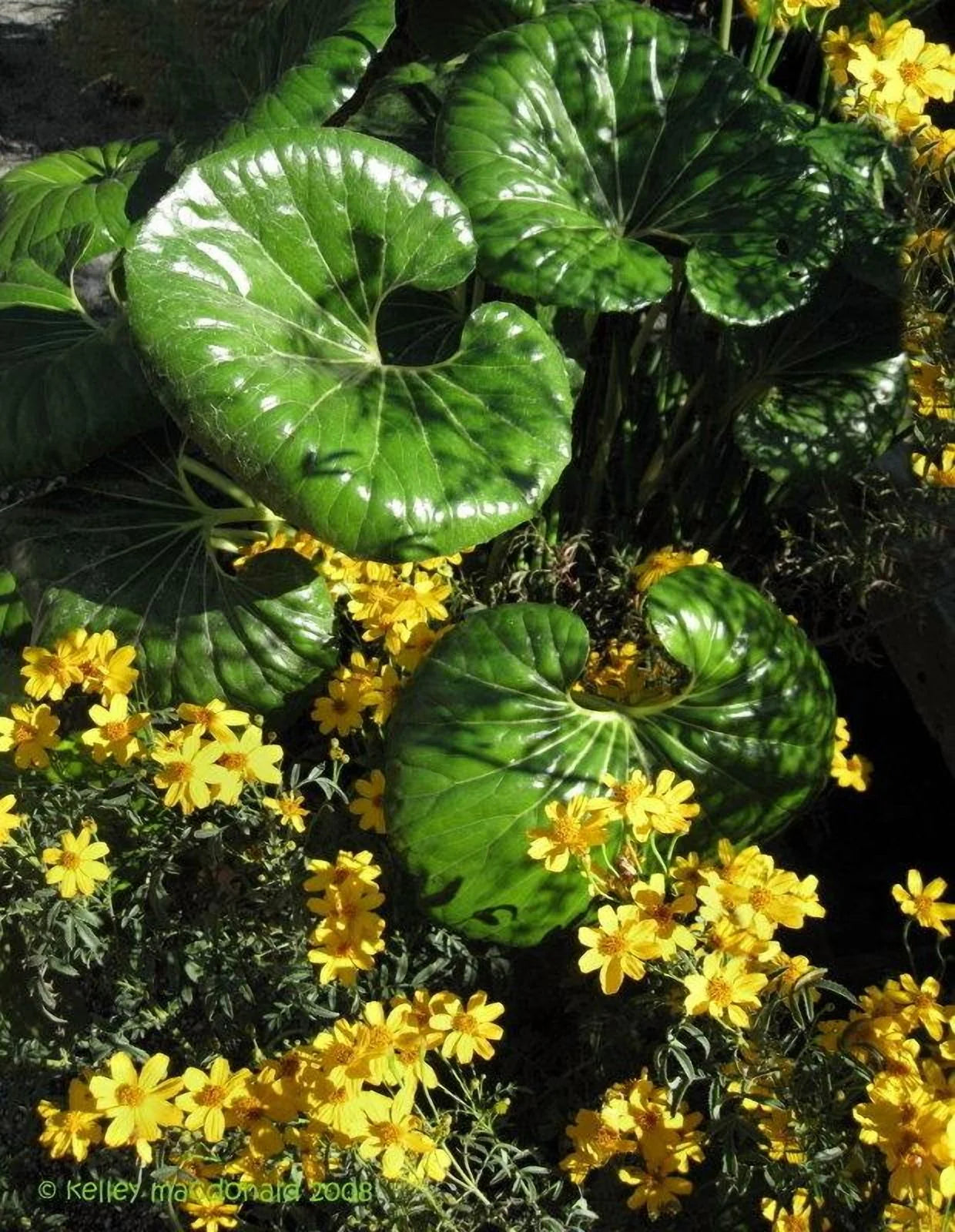 Gigantea Leopard Plant-Perennial-Attracts Pollinators  10" Pot