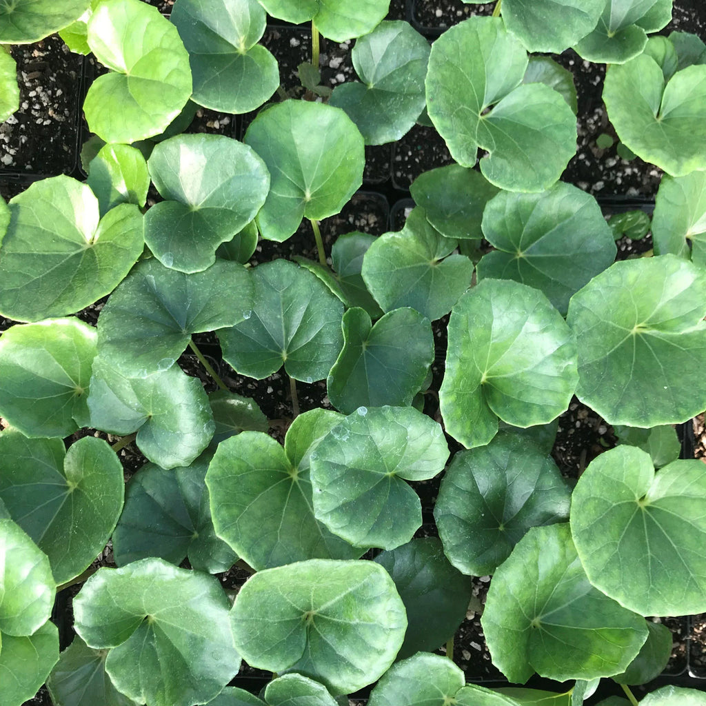 Gigantea Leopard Plant-Perennial-Attracts Pollinators  10" Pot