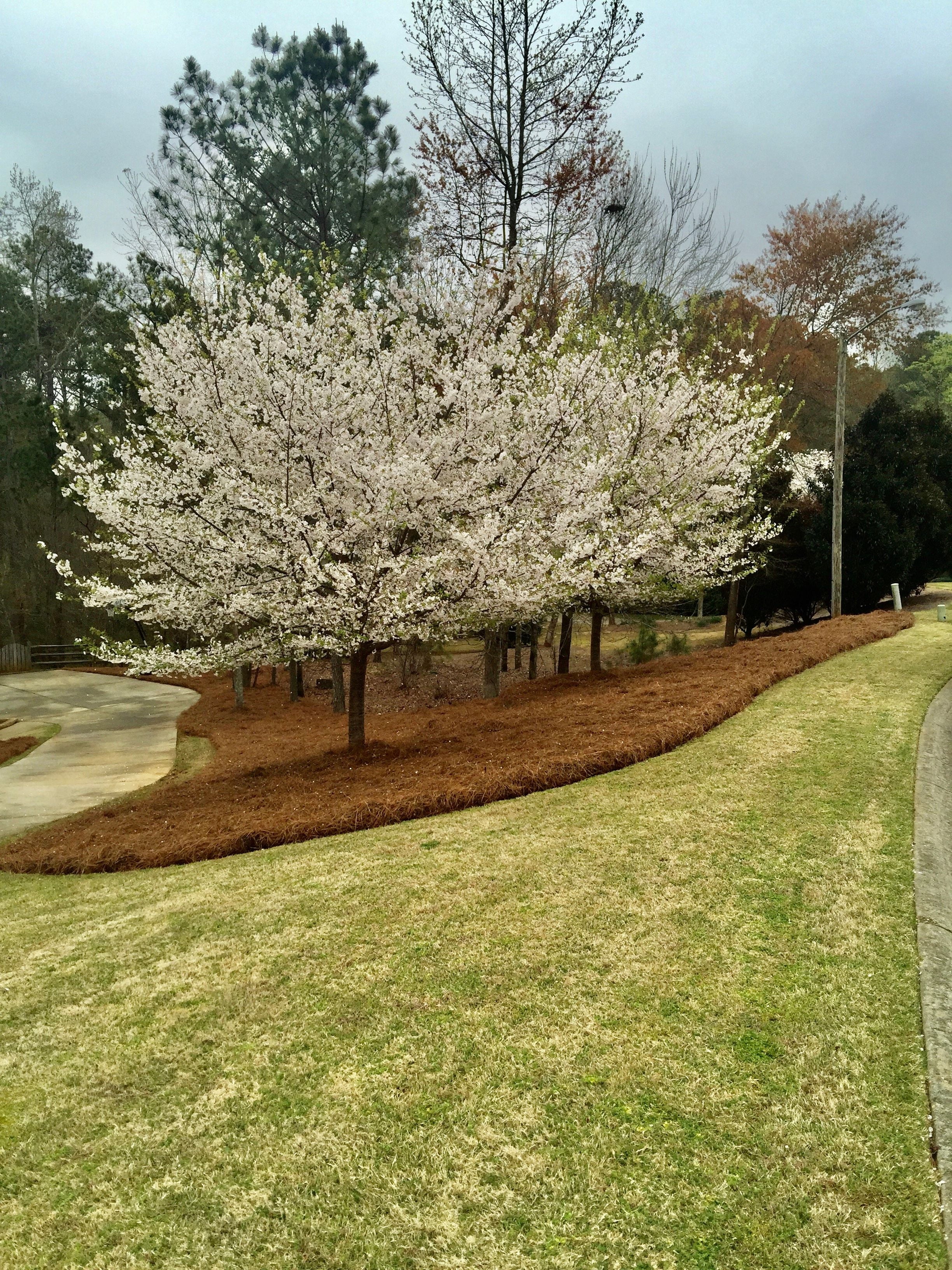 Premium Long Needle | Pine Straw Mulch | 160 Sqft